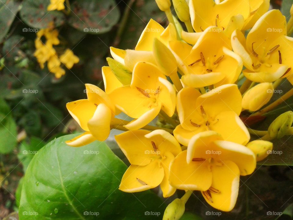 yellow ixora flower. beautiful bloom