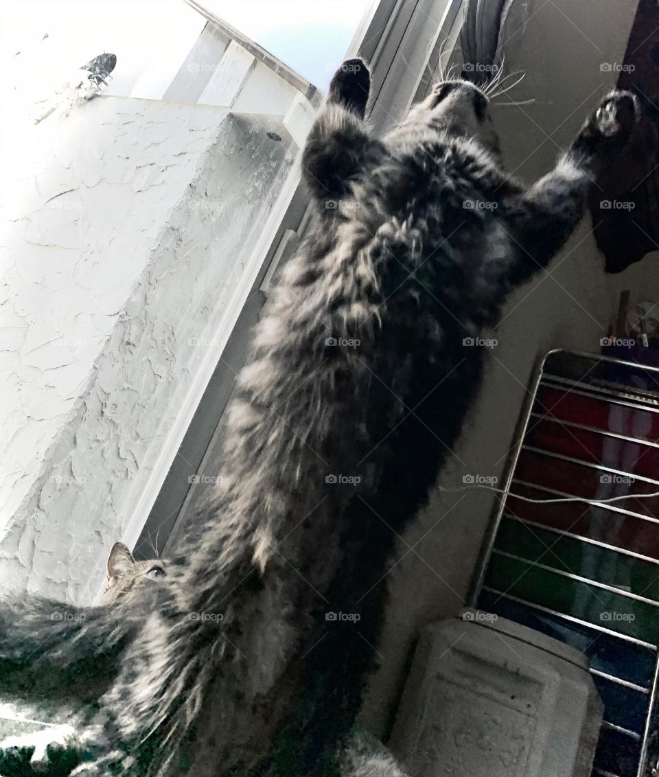 Older Kitten Standing Up On Two Feet Trying To Grab Something Showing Its Fluffy Stomach.