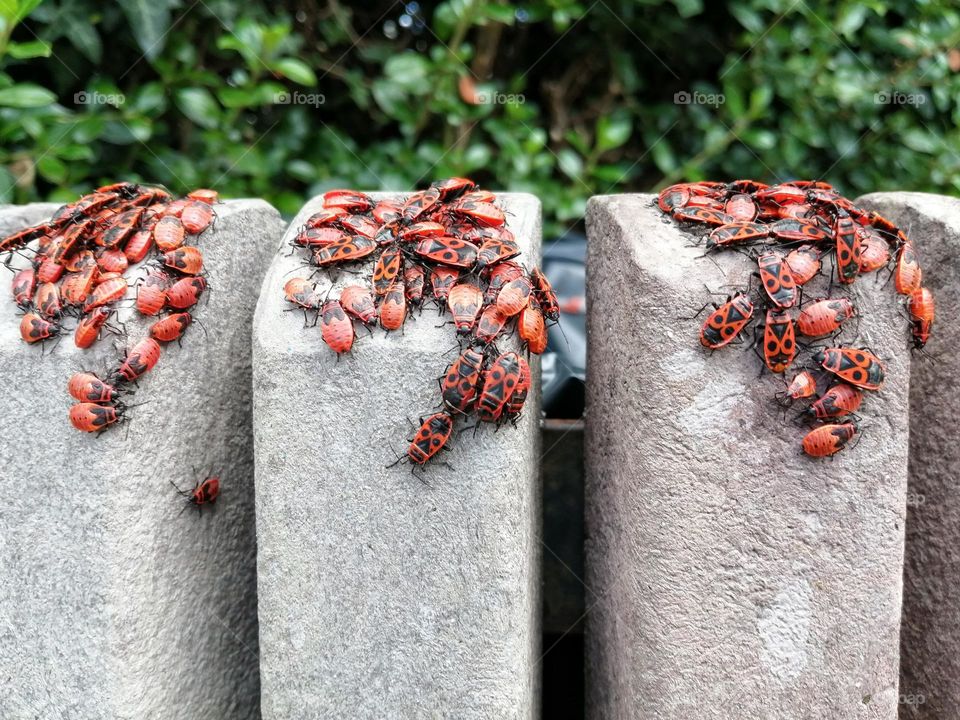 A colony of firebugs