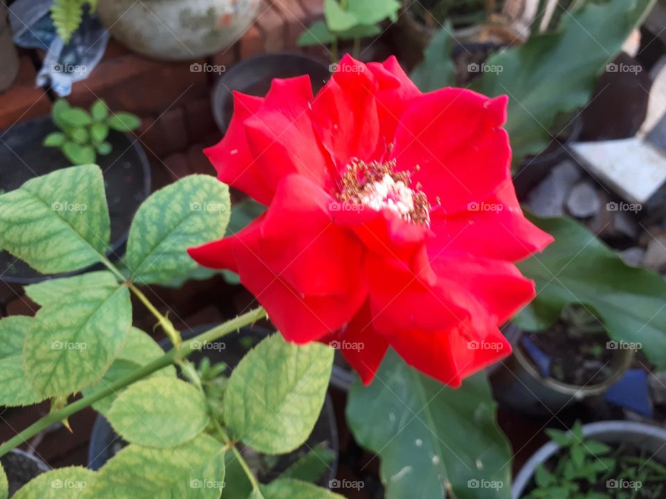 A unique and beautiful red rose and its green leaves bloom in the morning in the garden