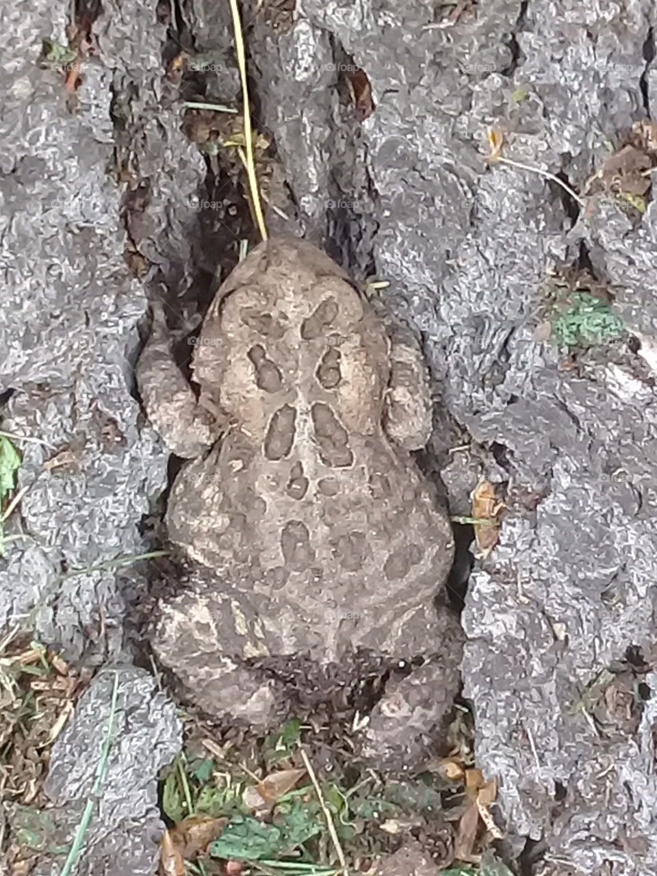 little toad 2