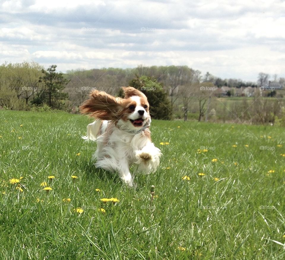 Close up of Pippa running. She’s usually lounging, so we love this one. Blenheim Cavalier King Charles Spaniel