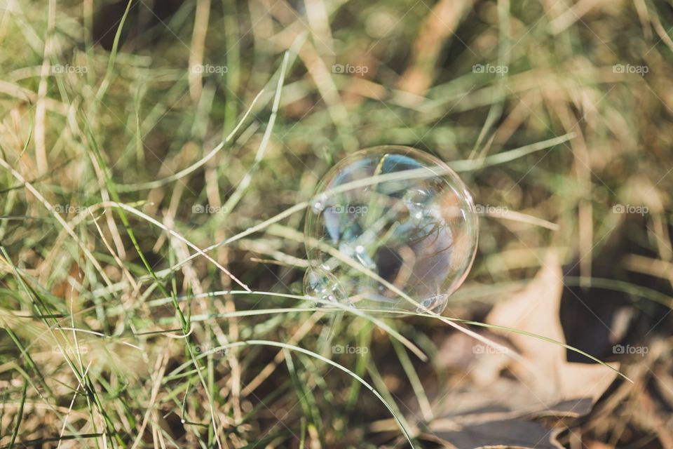 Bubble on grass