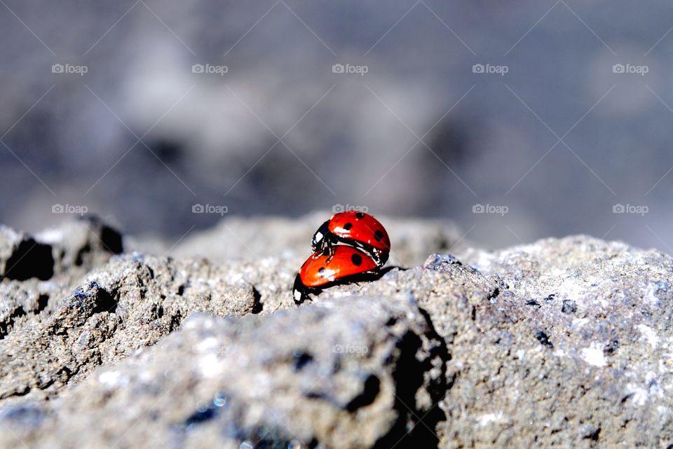 Pair of ladybirds mating on rock