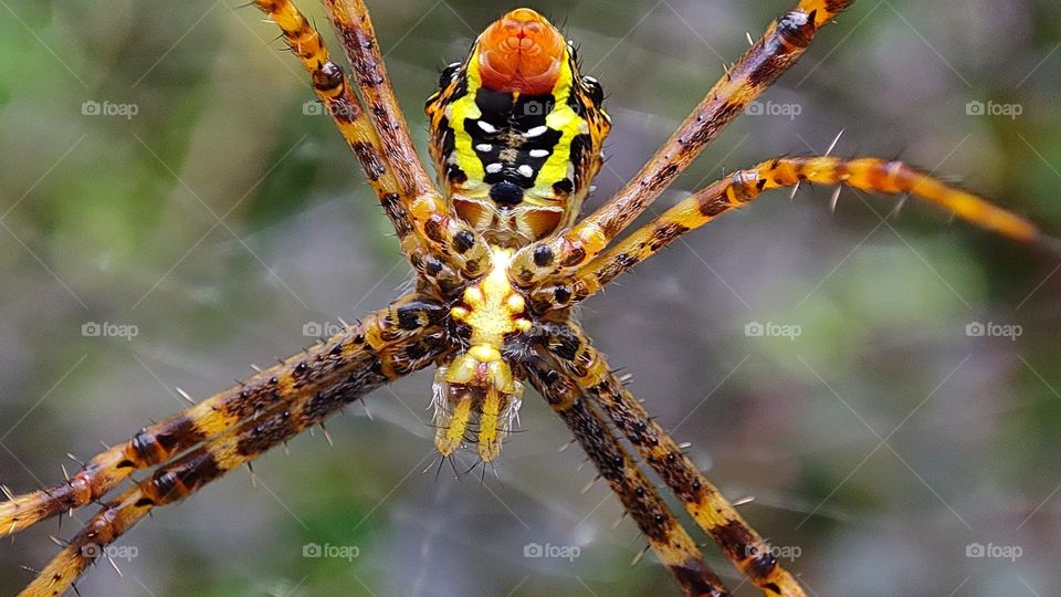 🌈Colourful Spider