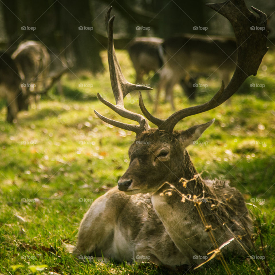 A beautiful deer in the park. Richmond park in London. Sweet animal portrait.