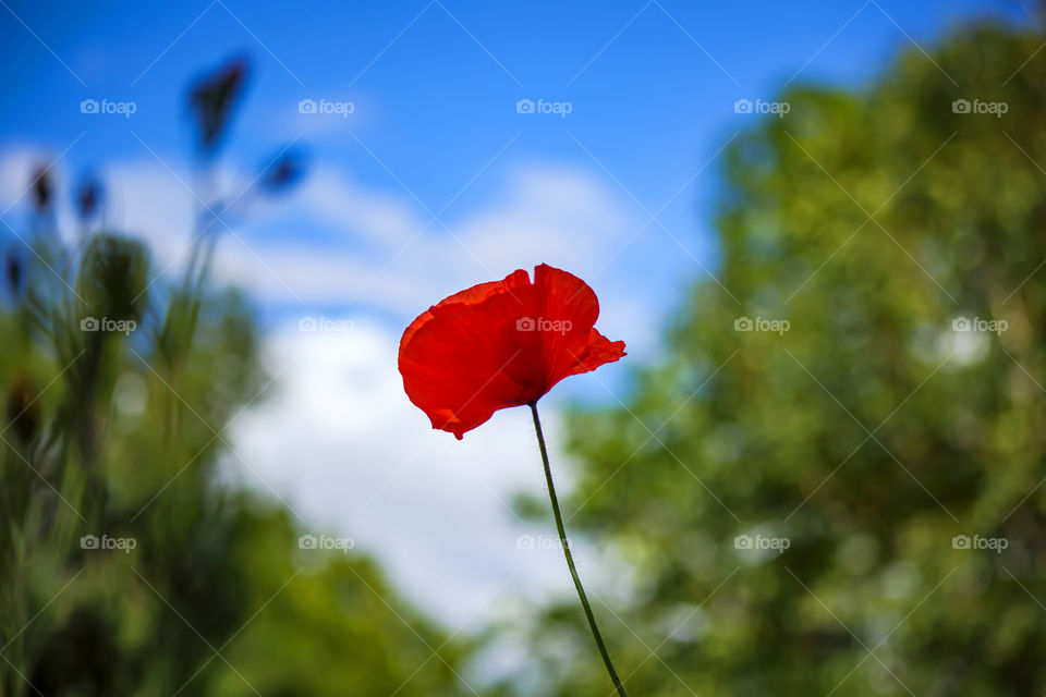 Mohn