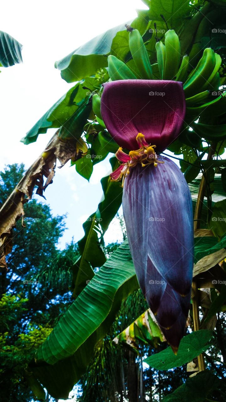 Banana Bloom