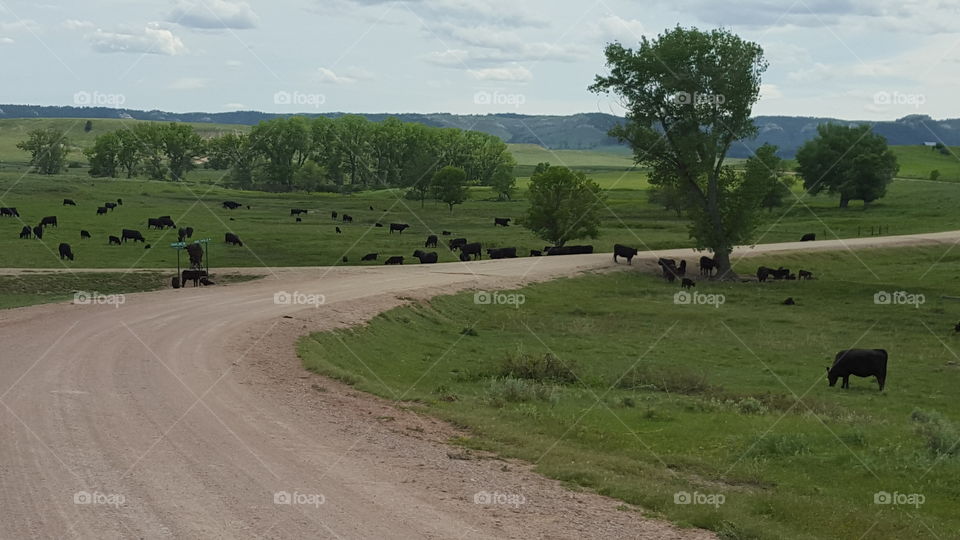 road goes through cattle