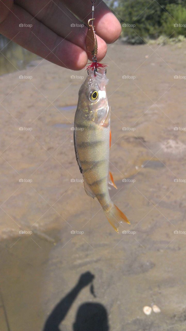 perch fish