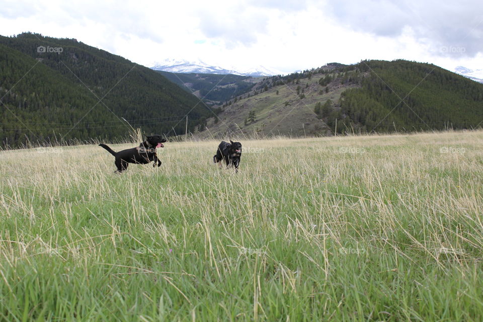 Dog dogs field playing fun cloudy Mountain Prairie mountains view scenic outdoors animal animals Grass