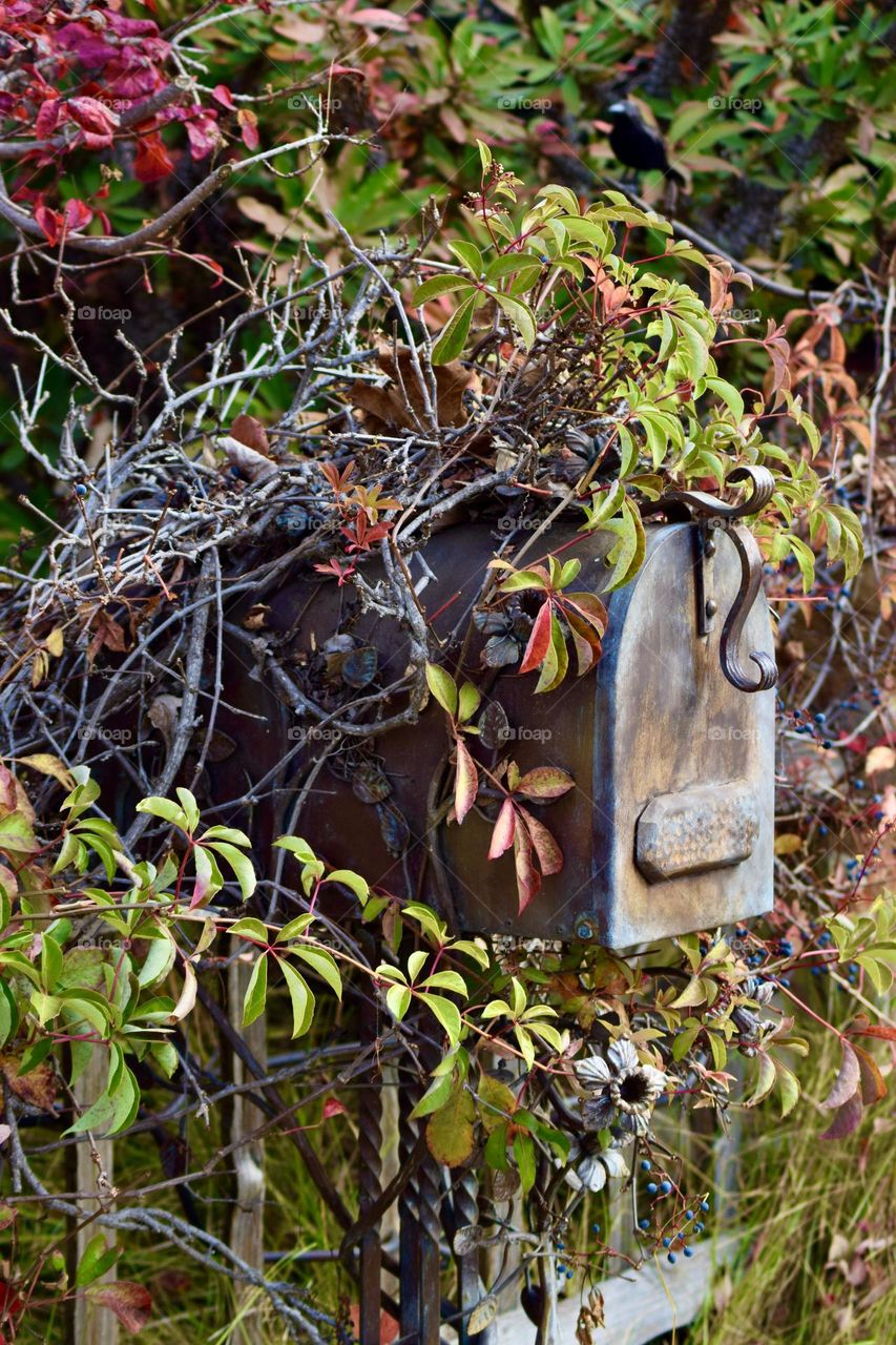 Mail Box in disguise 