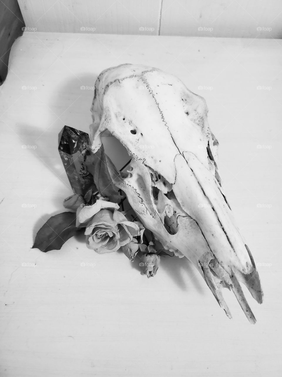 deer skull still life