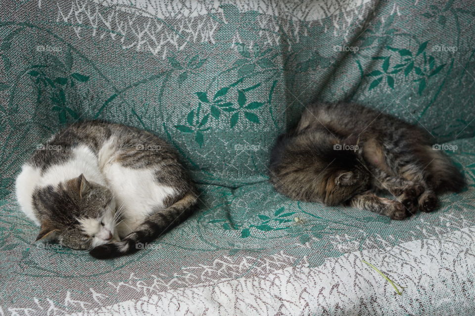 two cats sleeping 