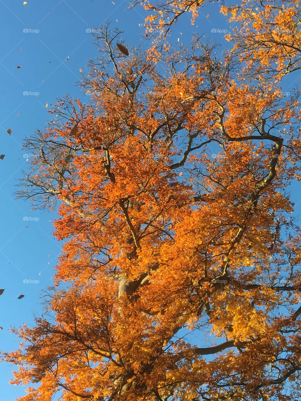 Autumn