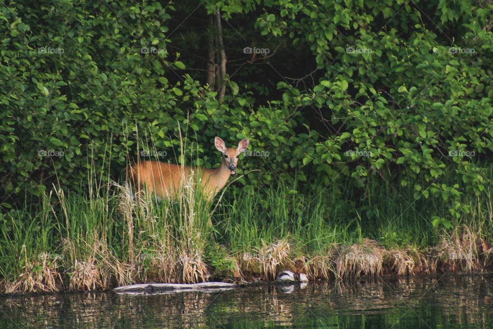 Deer, Wildlife, Water, Mammal, Nature