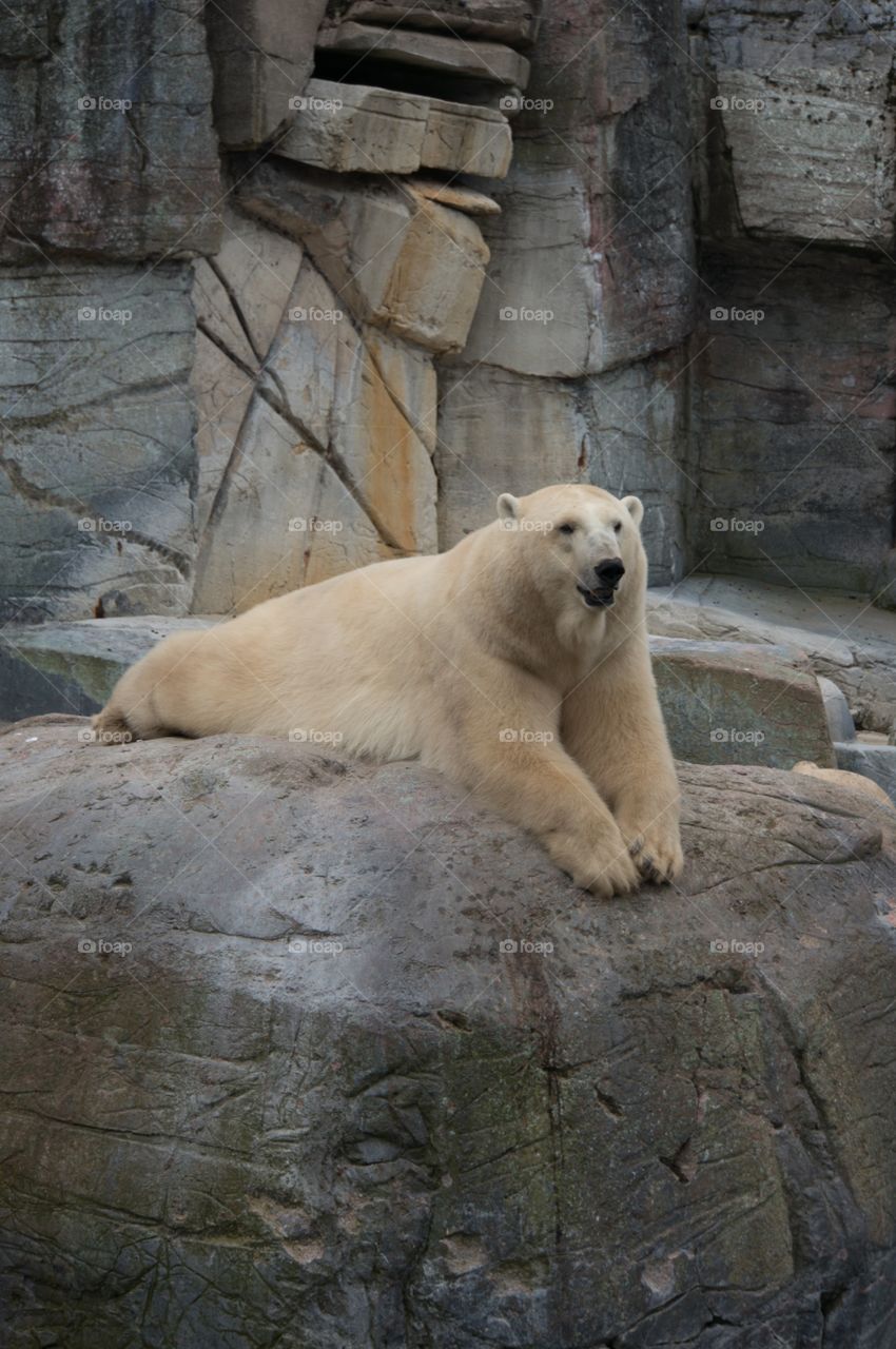 Polar bear 