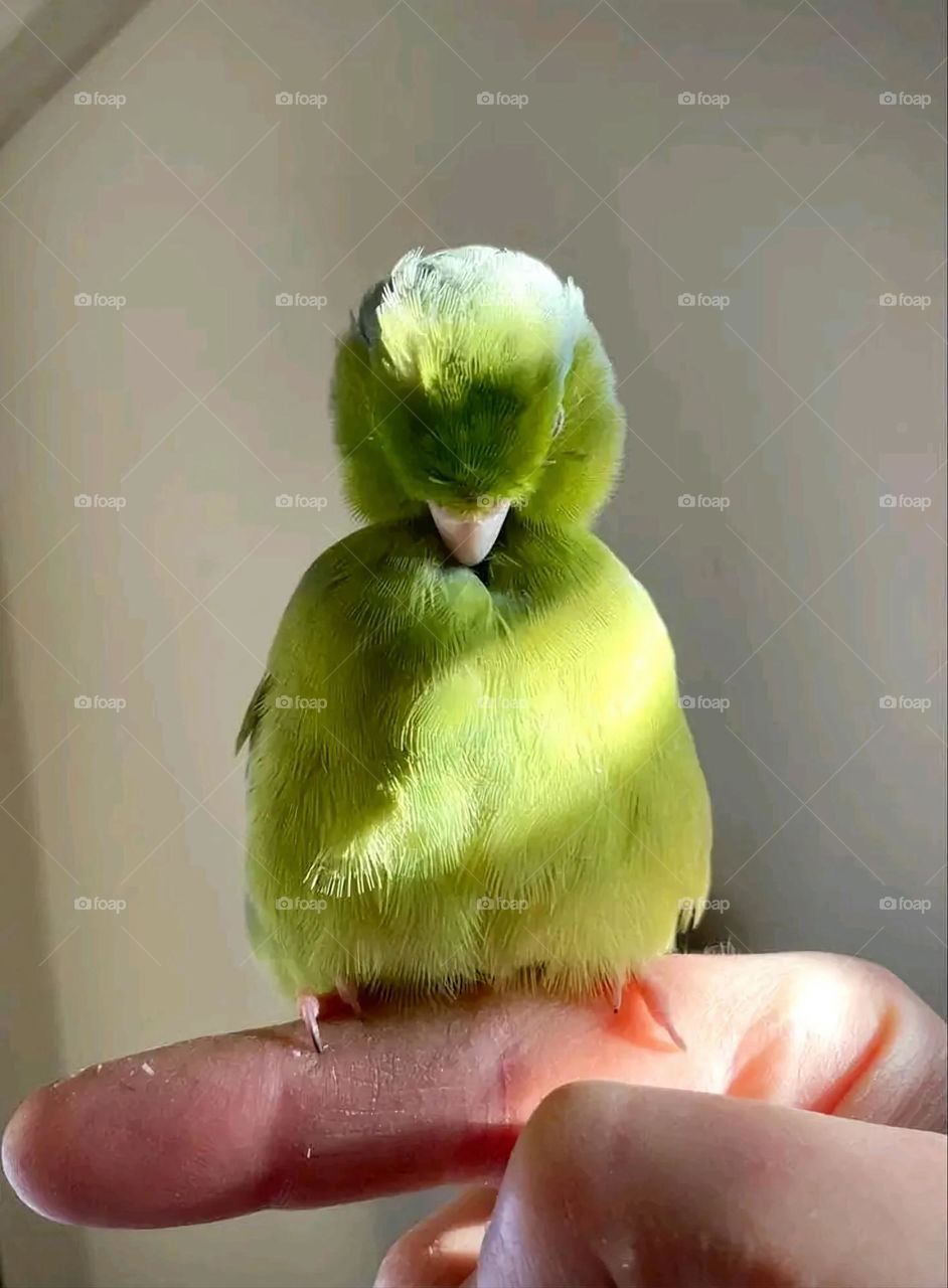 A very beautiful picture, and there is no better picture than it. There is no better picture of green herbs and colorful, red and white roses than it. Glory be to God, the natural and picturesque view, and there is no more wonderful picture than it.ش