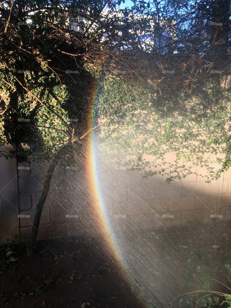 O belo arco íris formado em nosso jardim. Veja só que beleza da natureza que presenciamos. 