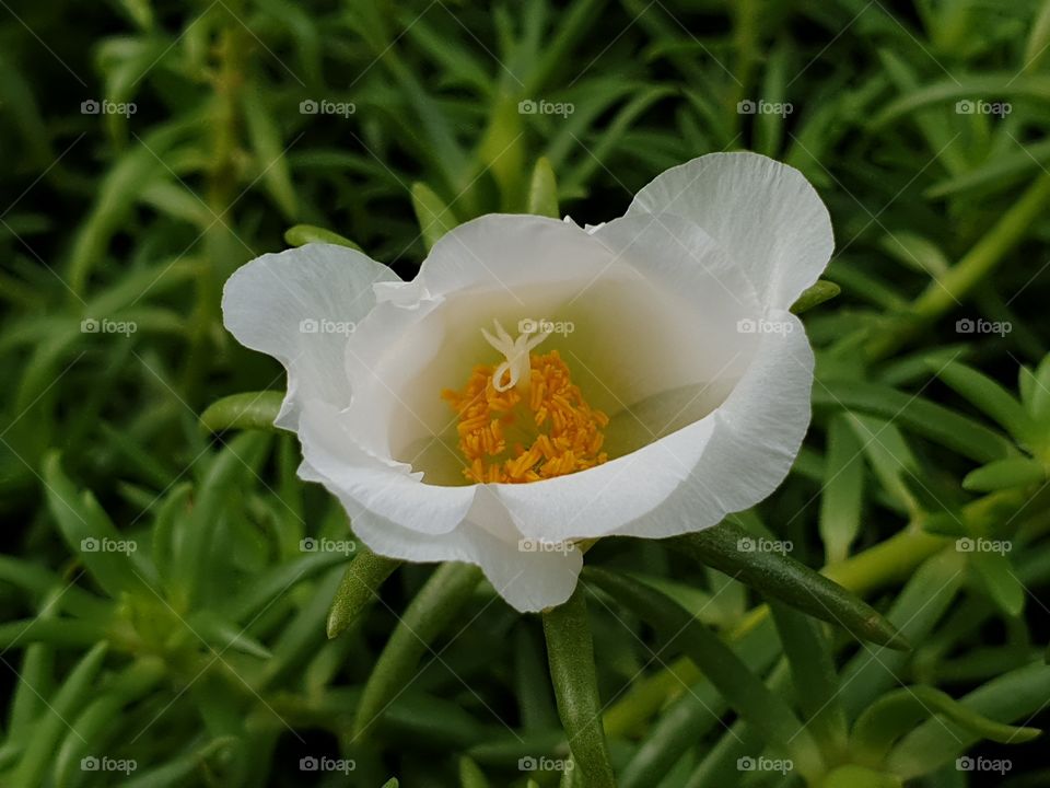 the Portulaca Grandiflora