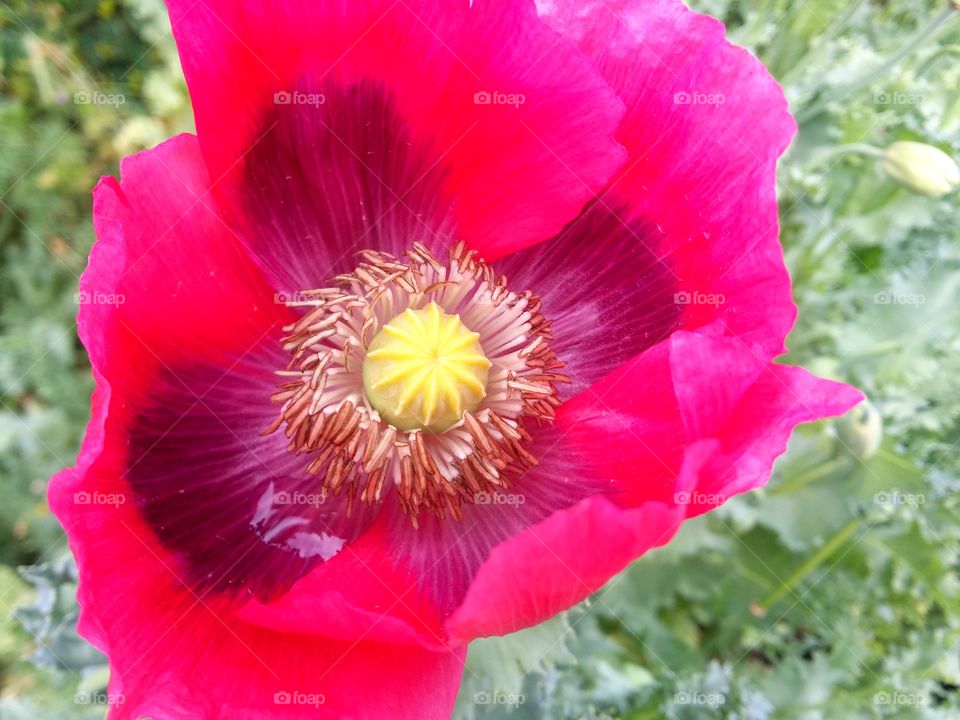 Poppy