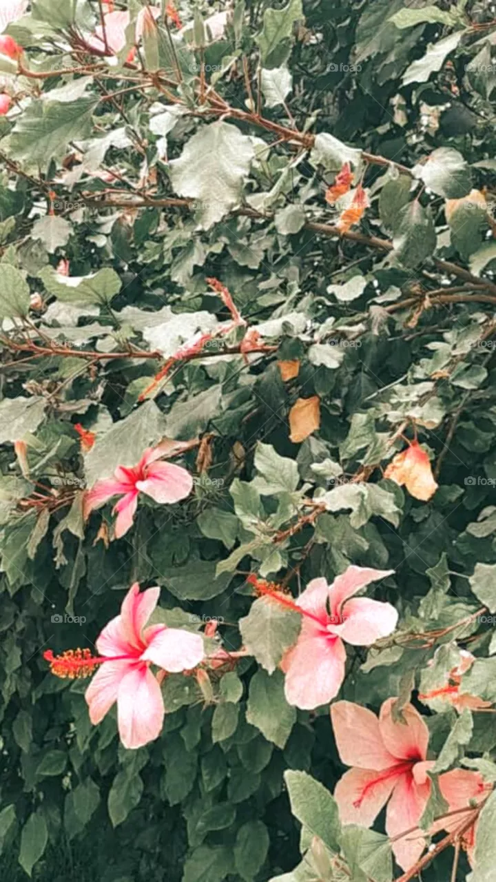 Flowers are different. That what make them beautiful and unique.