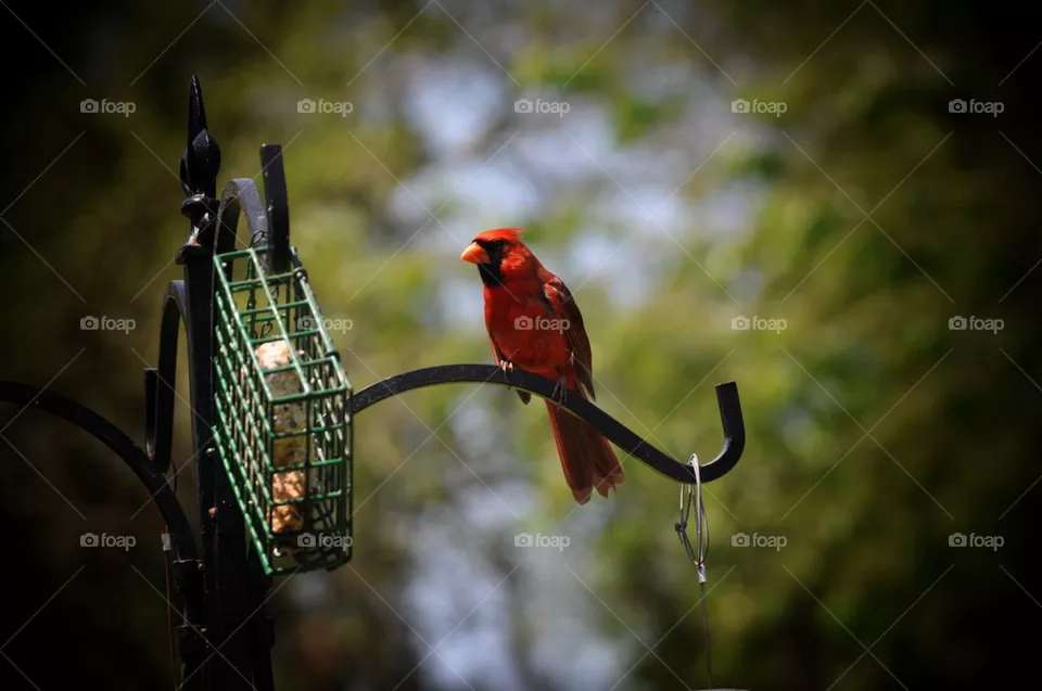 Cardinal 