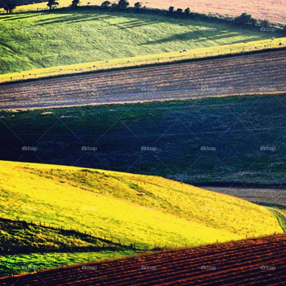 Landscape. Fields sun