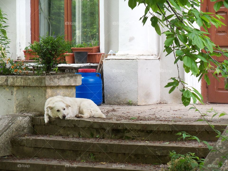 dog in front of a house