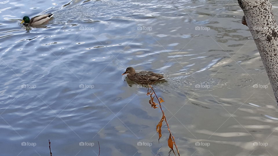 alone duck