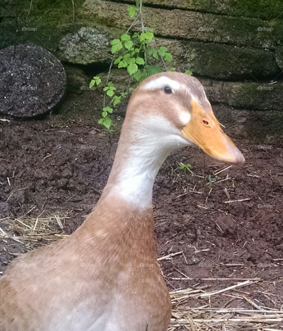 Herman the duck, because Herman can be a girl name. ;)