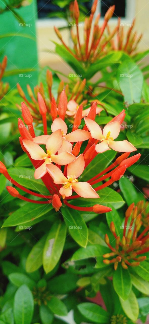 Ixora coccinea is a species of flowering plant in the Rubiaceae family.