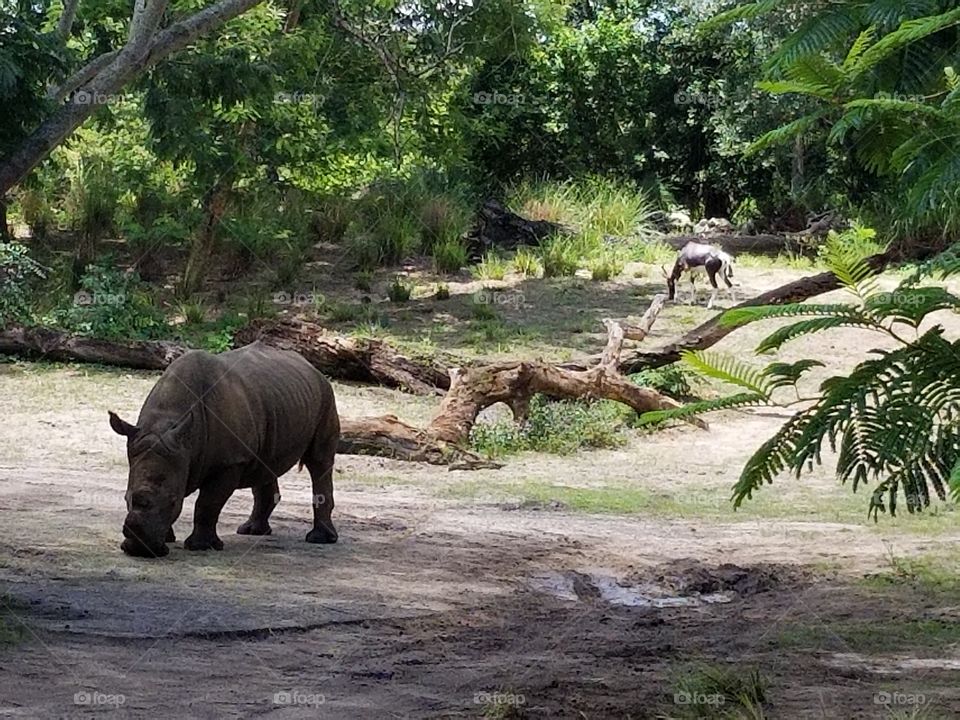 A black rhino grazes alone at Animal Kingdom at the Walt Disney World Resort in Orlando, Florida.