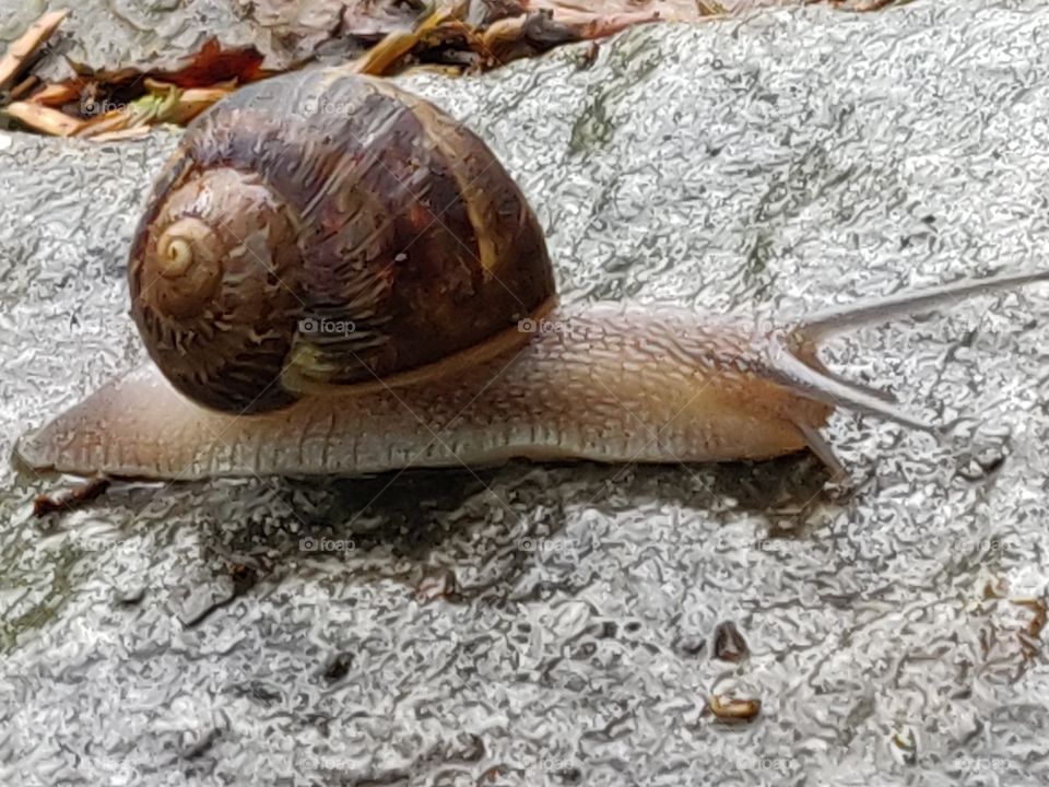 snail
