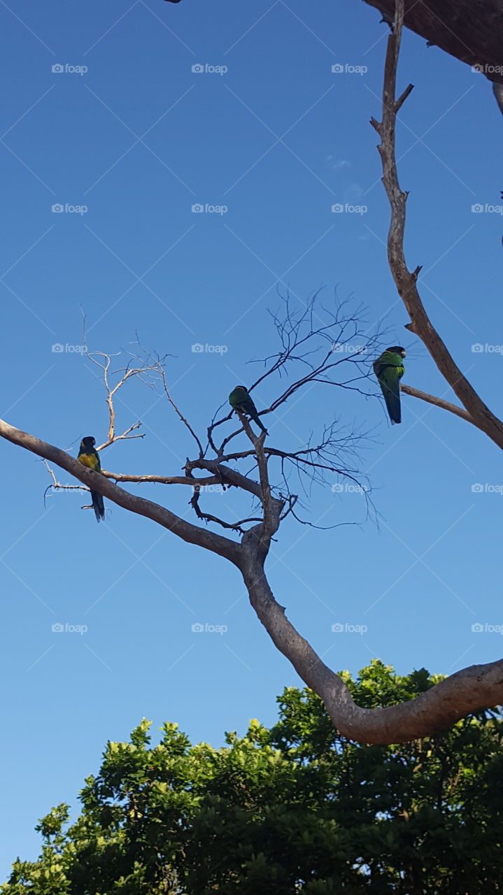 parrots