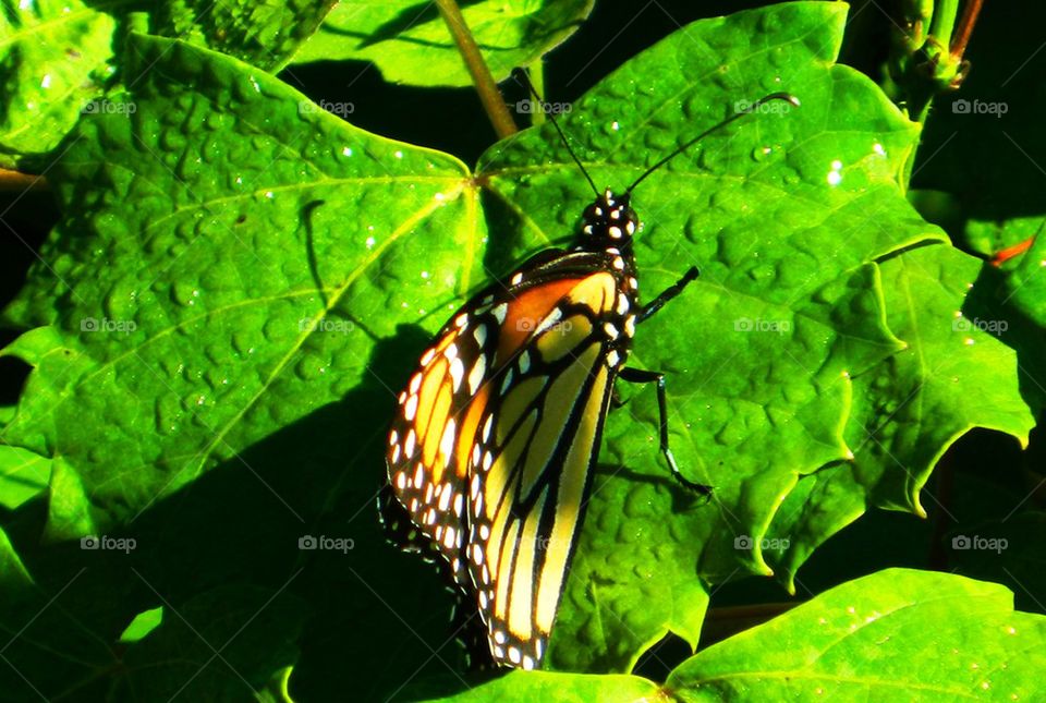 Monarch Butterfly Perching