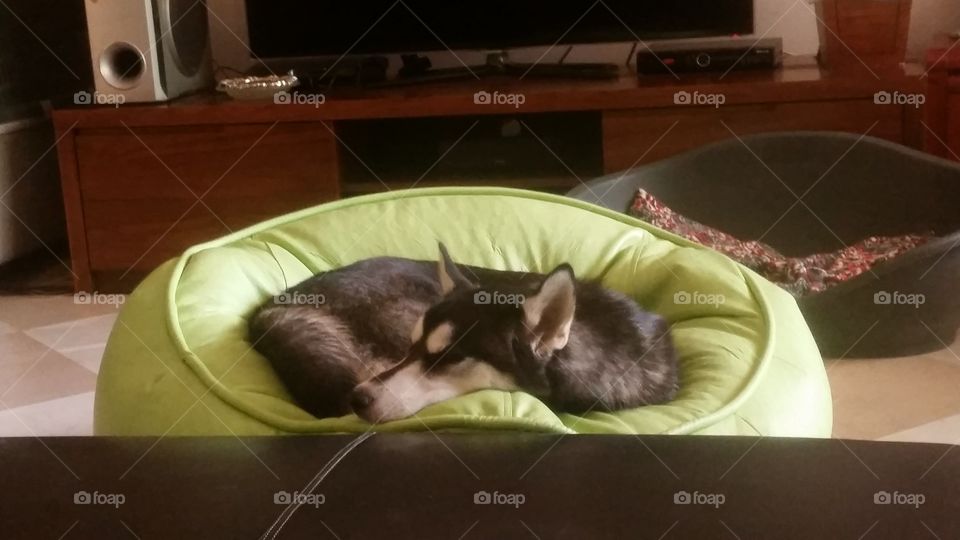 husky dog sleeping on a bean bag feeling lazy