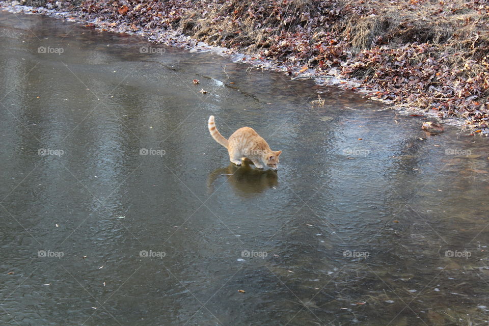Kitty on ice