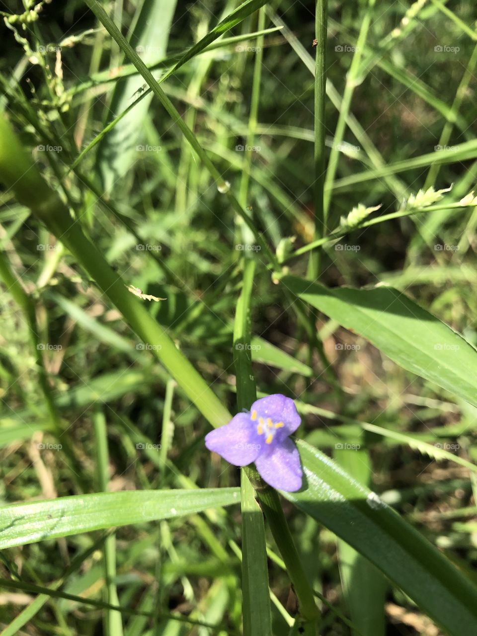 The stories of the nature, Countryside ( Thailand)