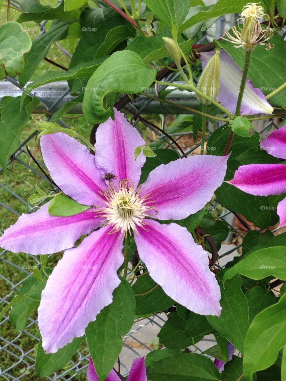 Clematis vine 