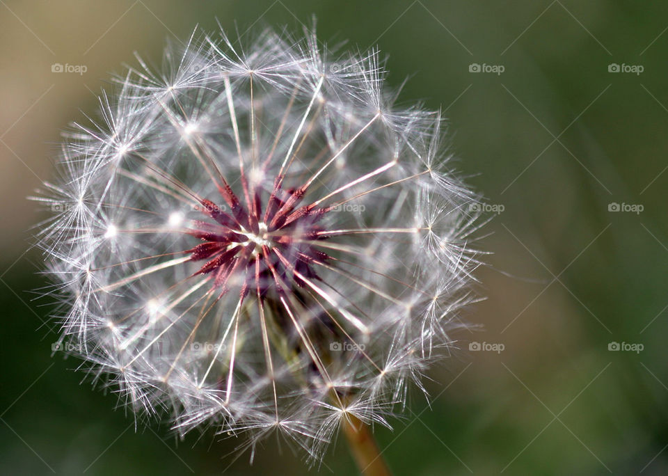 Dandelion Seed Head
Dandelion full seed head with blurred natural background.