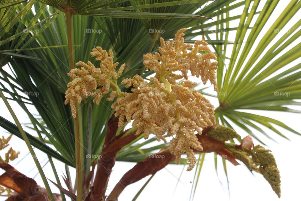 Washington coconut full of small flowers