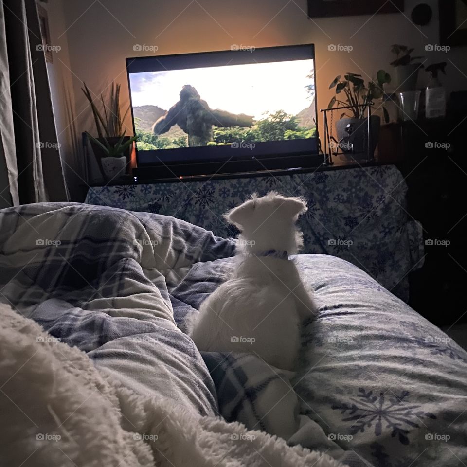 Watching King Kong with my hooman 