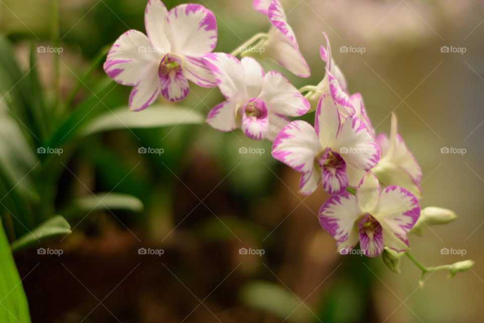 orchids