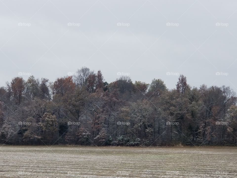 Lightly Snow Dusted Trees