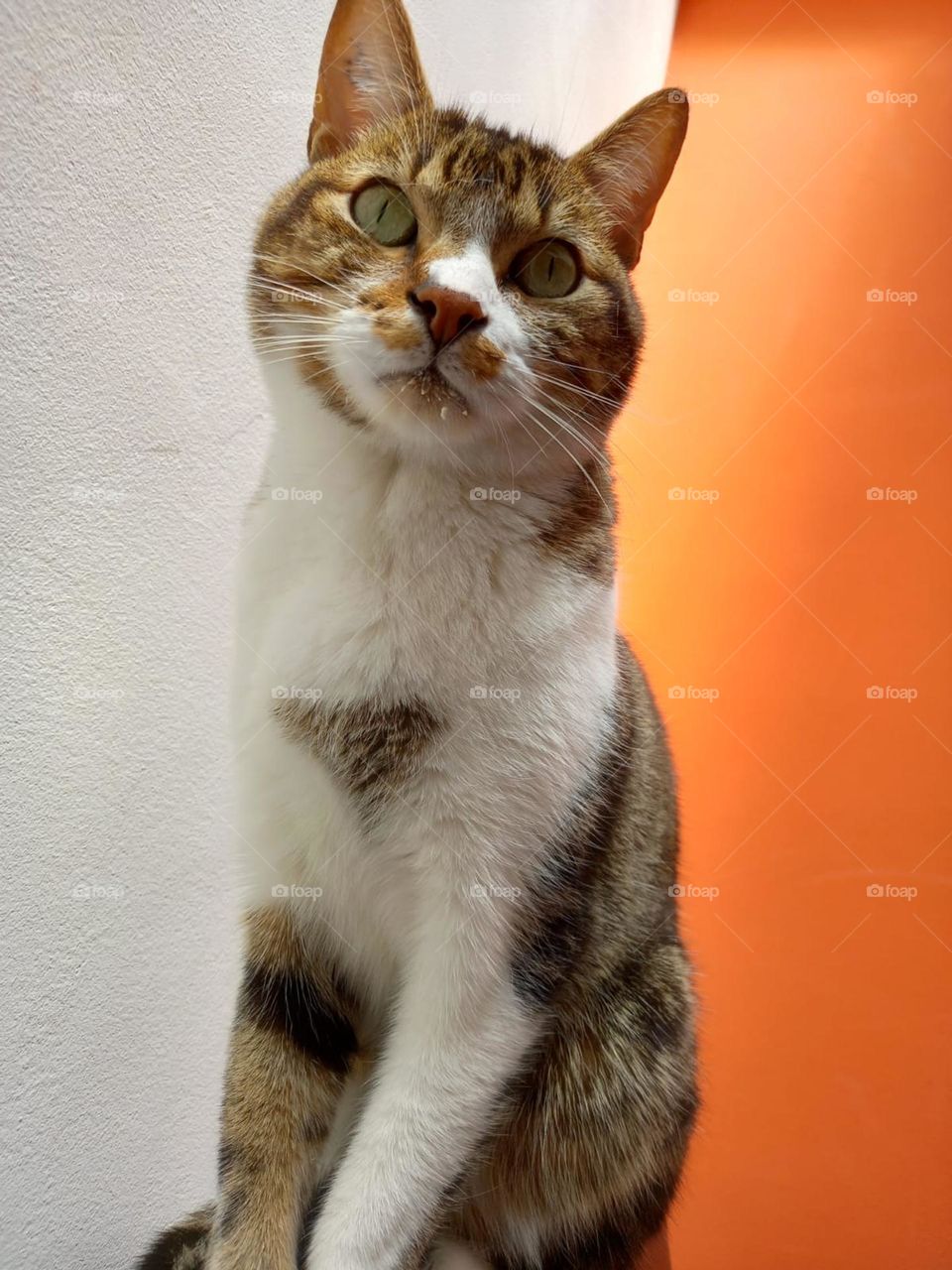 I stole some of soup - a stoler cat