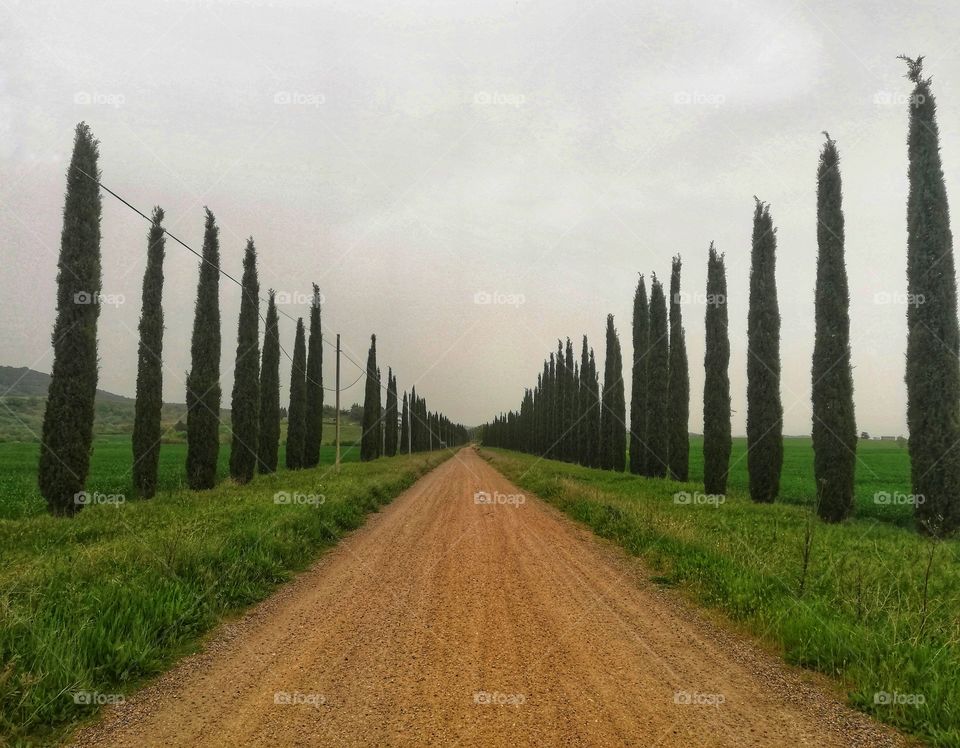 Perspective with tree-lined avenue