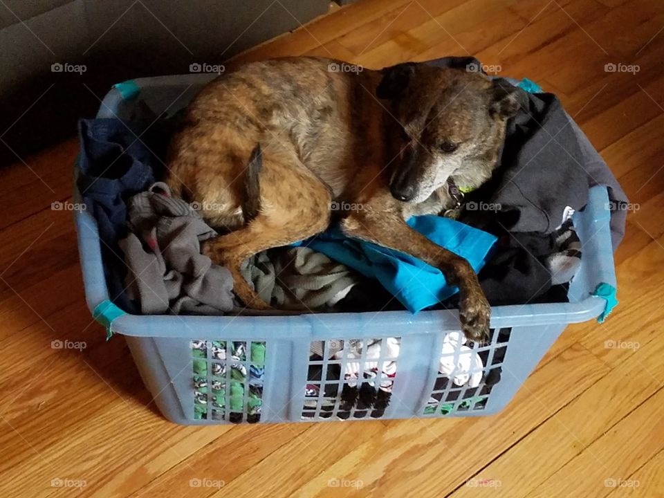 Dog in my Laundry
