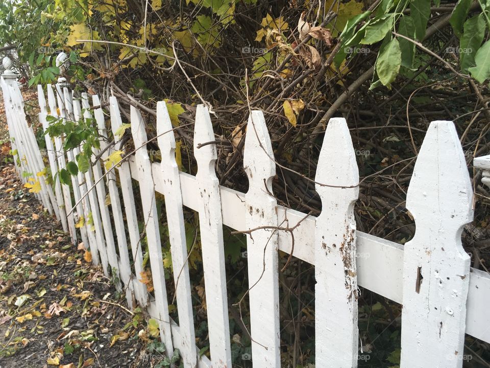 Old picket fence 