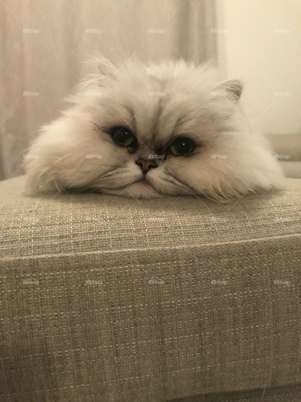 Kitty relaxing on the sofa 